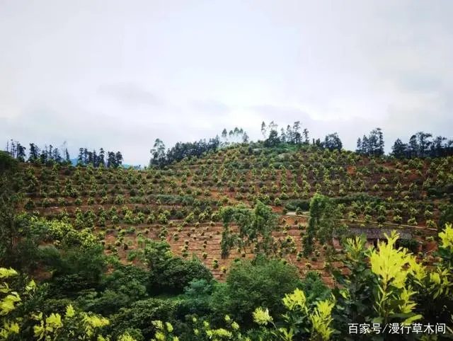 草果如何种植技术_种植草果技术有哪些_草果种植技术视频