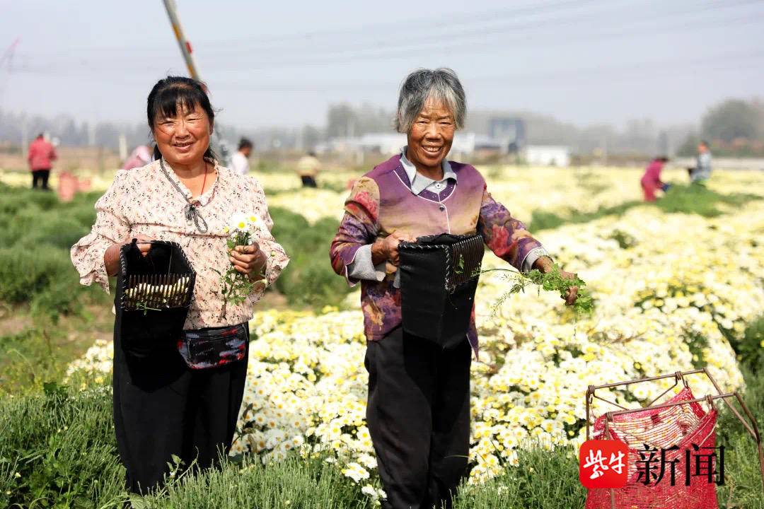 瓜子种植方法视频教程_种植瓜子致富视频_种植瓜子有钱赚吗