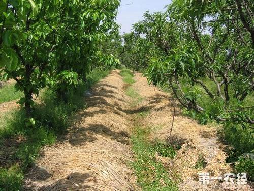 内蒙古赤峰：果树林下，蚯蚓钻出致富路！