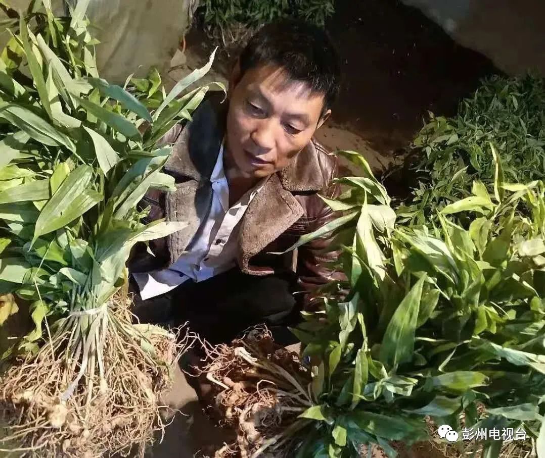 种泡桐赚钱吗_种植泡桐致富_致富种植泡桐图片