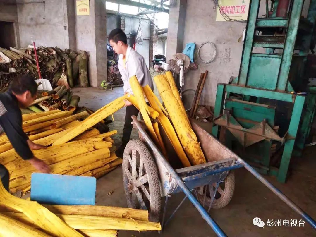 致富种植泡桐图片_种泡桐赚钱吗_种植泡桐致富