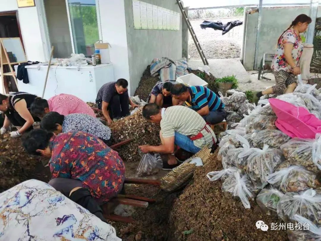 致富种植泡桐图片_种泡桐赚钱吗_种植泡桐致富