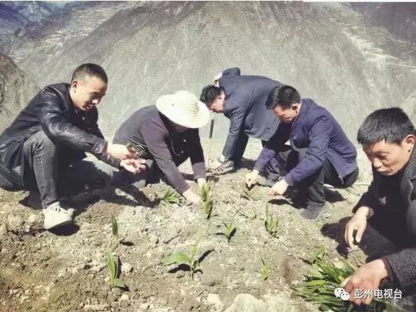 种植泡桐致富_种泡桐赚钱吗_致富种植泡桐图片