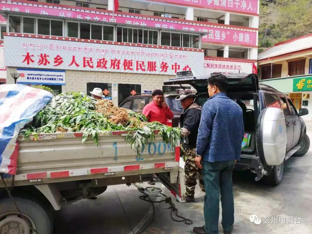 致富种植泡桐图片_种泡桐赚钱吗_种植泡桐致富