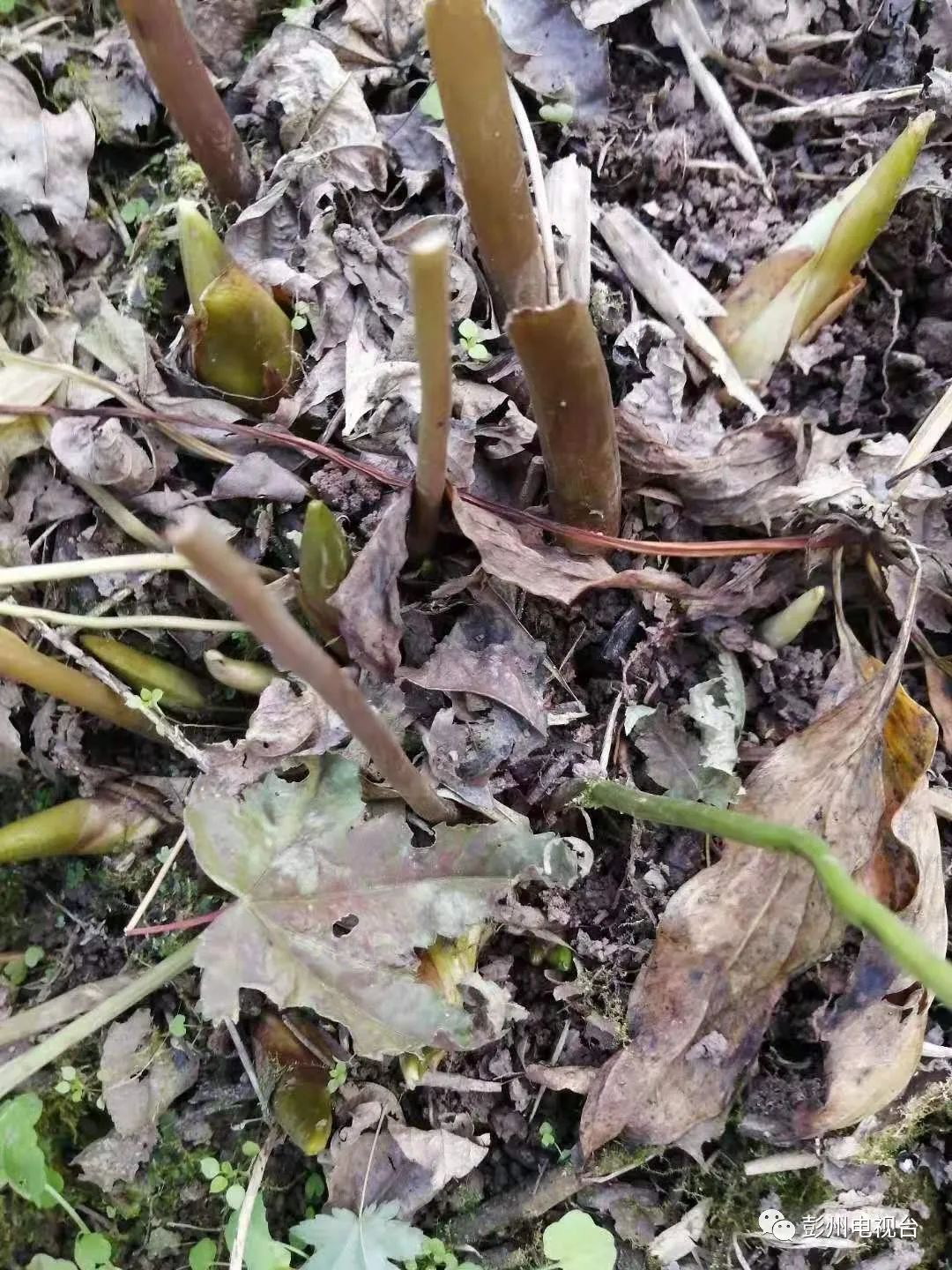 致富种植泡桐图片_种植泡桐致富_种泡桐赚钱吗