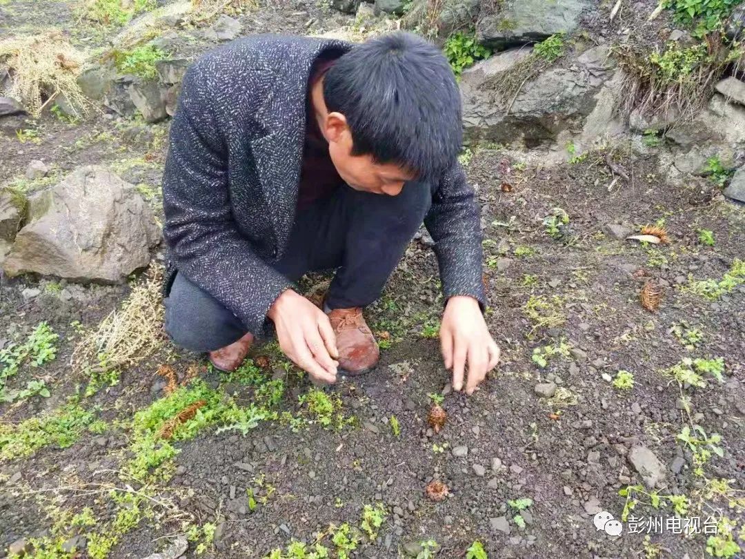 致富种植泡桐图片_种植泡桐致富_种泡桐赚钱吗