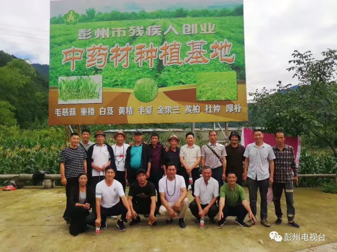 种泡桐赚钱吗_致富种植泡桐图片_种植泡桐致富