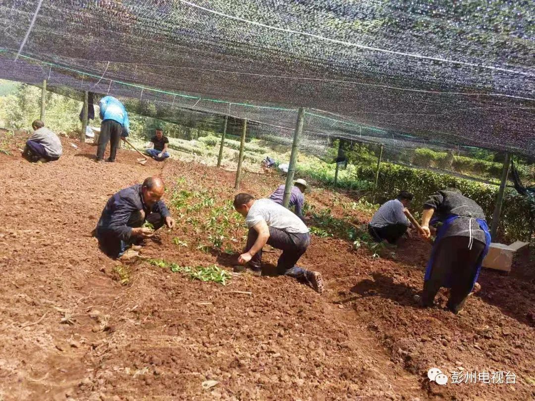 种泡桐赚钱吗_致富种植泡桐图片_种植泡桐致富