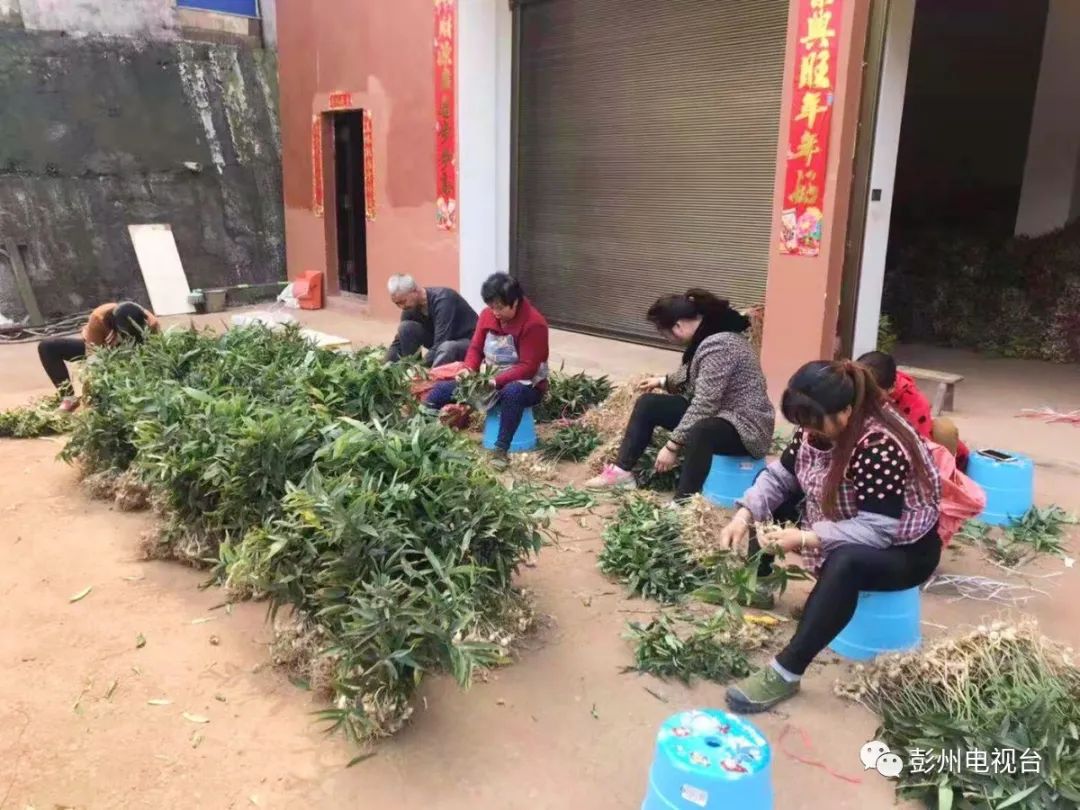 种植泡桐致富_种泡桐赚钱吗_致富种植泡桐图片