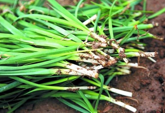 韭菜芽苗菜_韭菜芽的种植技术_韭菜芽怎么种