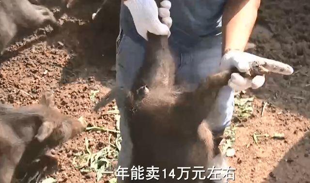 致富经养藏香猪视频全集_致富经藏香猪致富_养藏香猪骗局