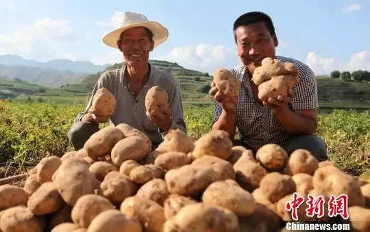 土豆地里的追梦人：以技强农促增收土豆地里的追梦人：以技强农促增收