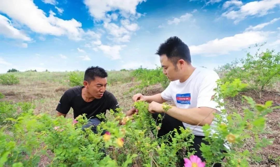 农业种植土豆致富人简介_土豆致富带头人_土豆致富经