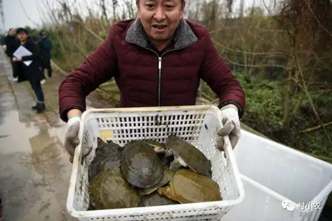 致富经养殖贵妃鸡_养贵妃鸡致富视频_养贵妃鸡赚钱吗