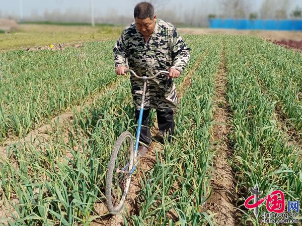 安徽亳州种植致富_安徽亳州适合种植什么药材_安徽亳州种植什么