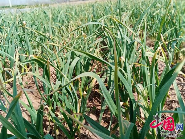 安徽亳州适合种植什么药材_安徽亳州种植什么_安徽亳州种植致富