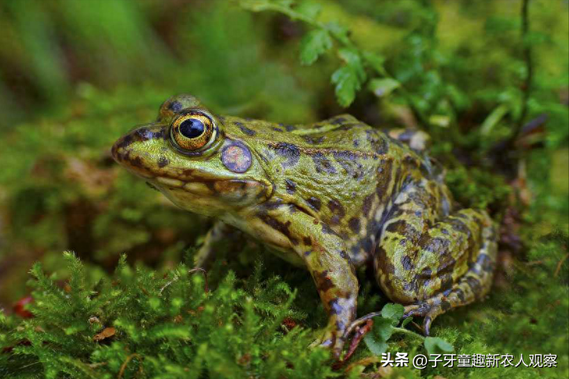 四川退伍小伙养蛙，年销售额达到800万，带动当地村民实现致富！