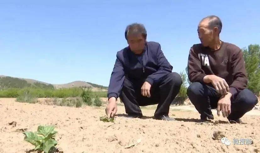 土豆致富经_土豆致富带头人_农业种植土豆致富人简介