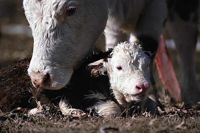 推动肉牛养殖户与企业形成合作共赢，肉牛代养管理模式助农致富？