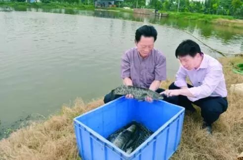 鲫鱼循环水养殖技术_循环水养殖鱼视频_循环水养鱼技术视频