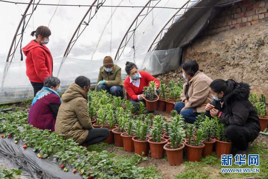 致富经温室甲鱼_温室甲鱼养殖技术视频_温室甲鱼养殖场