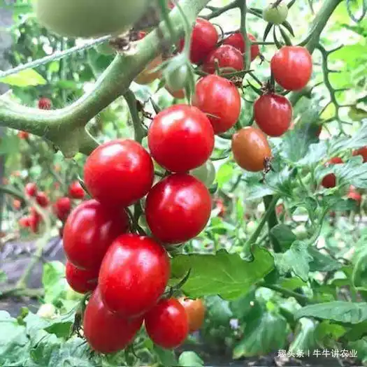 种植果苗致富方法_种植致富业_致富种植视频全集