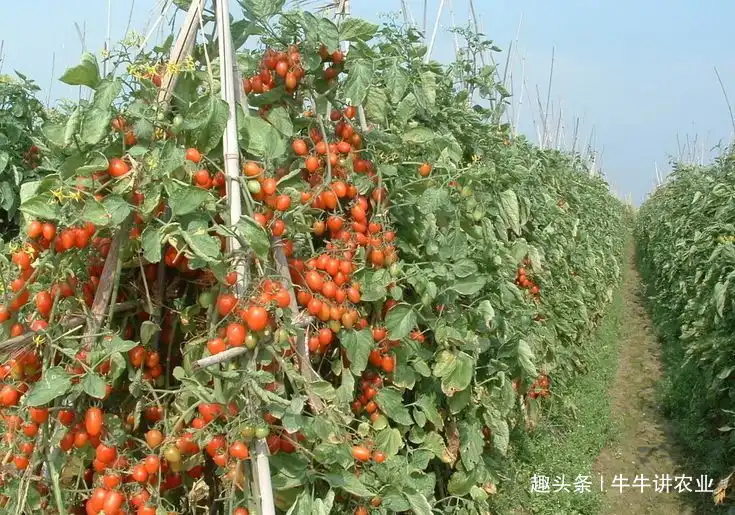 致富种植视频全集_种植致富业_种植果苗致富方法