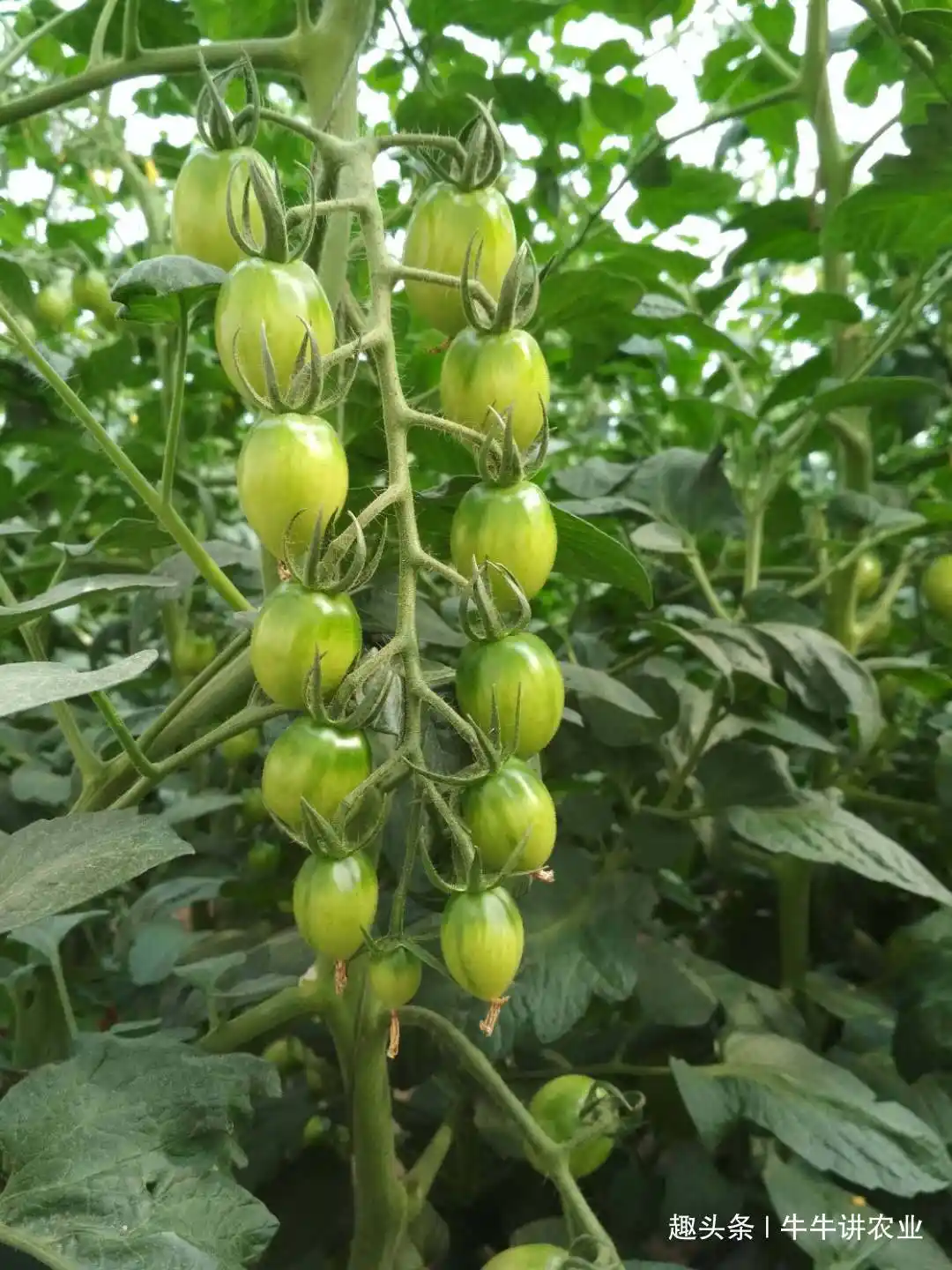 致富种植视频全集_种植致富业_种植果苗致富方法