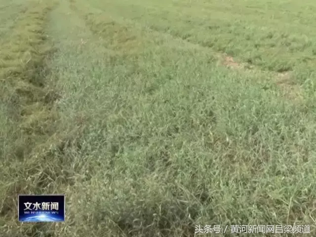 首乌种植致富_致富种植首乌怎么样_2018年种植首乌每亩利润