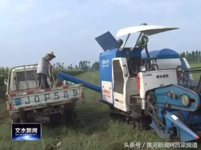 2018年种植首乌每亩利润_首乌种植致富_致富种植首乌怎么样