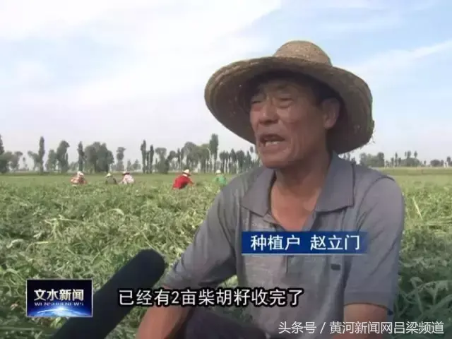 首乌种植致富_2018年种植首乌每亩利润_致富种植首乌怎么样