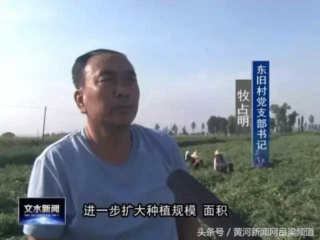 首乌种植致富_2018年种植首乌每亩利润_致富种植首乌怎么样