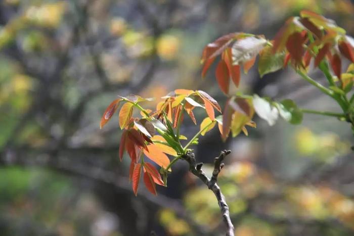 大棚温室种植香椿技术要点_温室大棚香椿种植技术_温室大棚香椿栽培技术