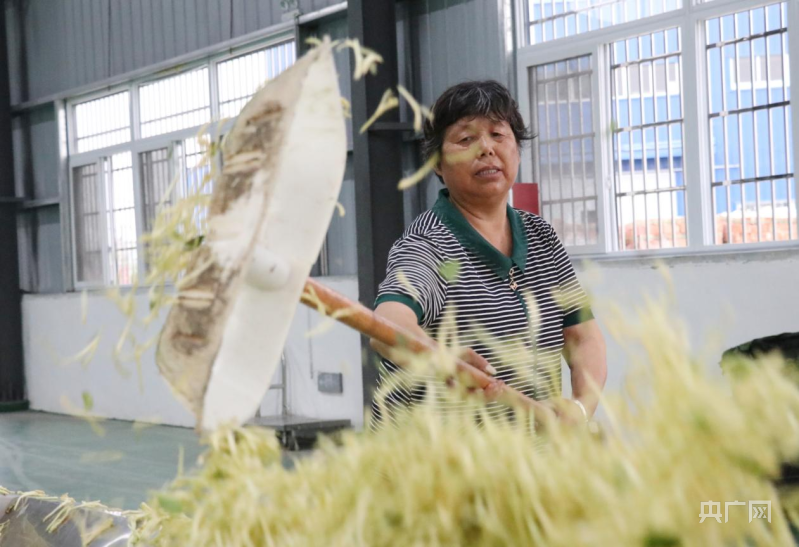 花生种植效益怎么样_花生种植赚钱吗_农村种植花生致富