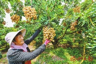 经品种改良、生态种植的渔溪龙眼——致富黄金果　丰产又丰收