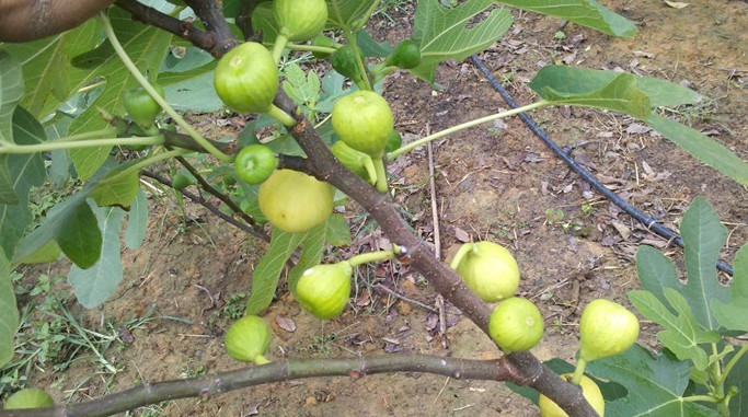 嘉叶盆栽布兰瑞克无花果苗种植技术