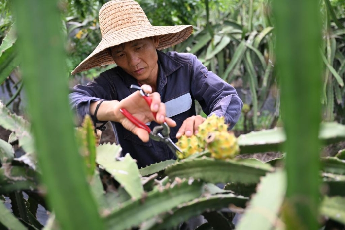 致富果种植价格_致富果树_致富经种植三种水果亩收入过亿