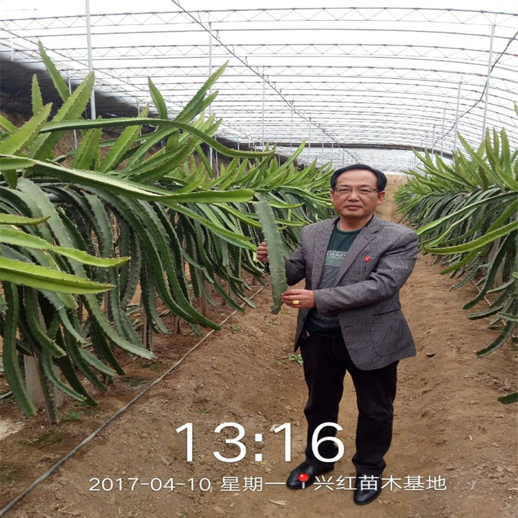 包头市火龙果苗怎么种植盆栽