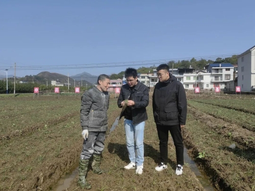 致富嫁接茶花视频教程_致富经茶花嫁接_嫁接茶花的养殖方法