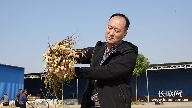 农村种植花生致富_花生种植赚钱吗_花生种植效益怎么样