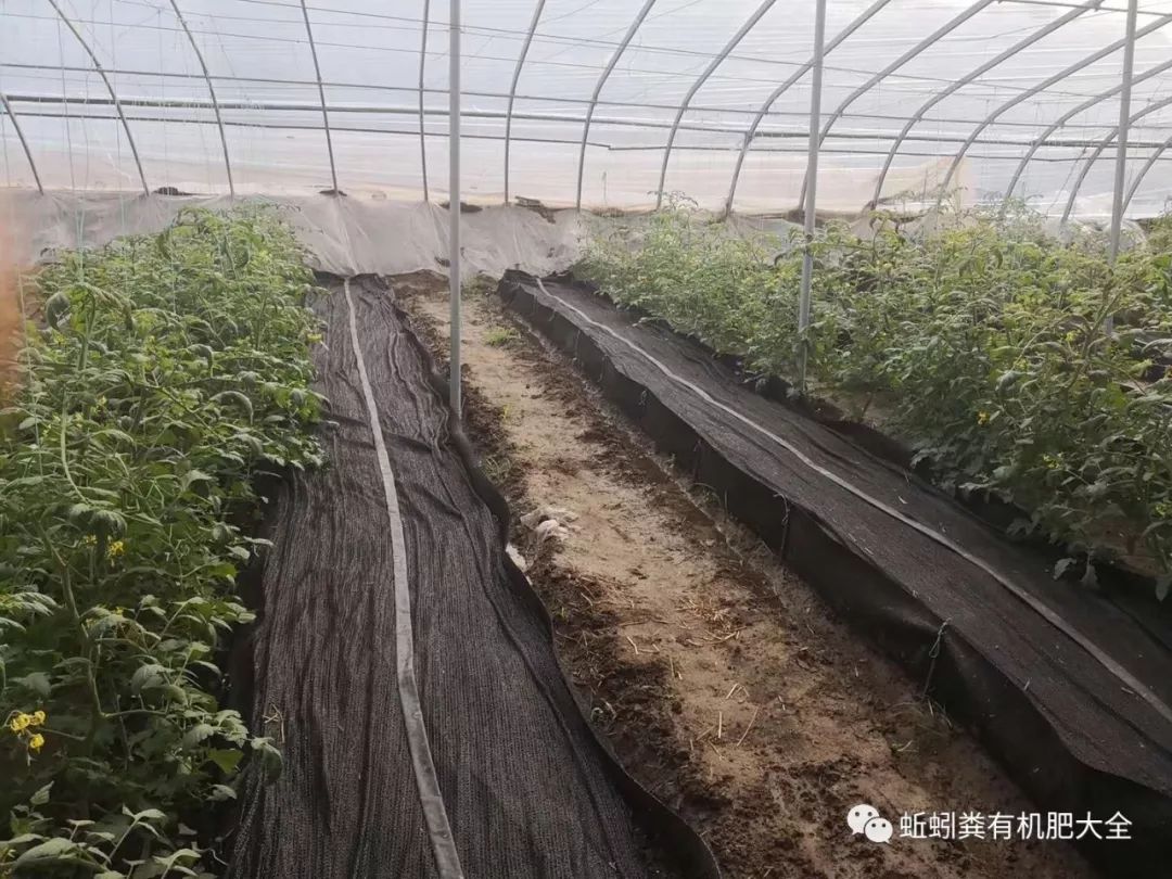 秋引的养殖技术_如何养秋引_养秋引用什么原料