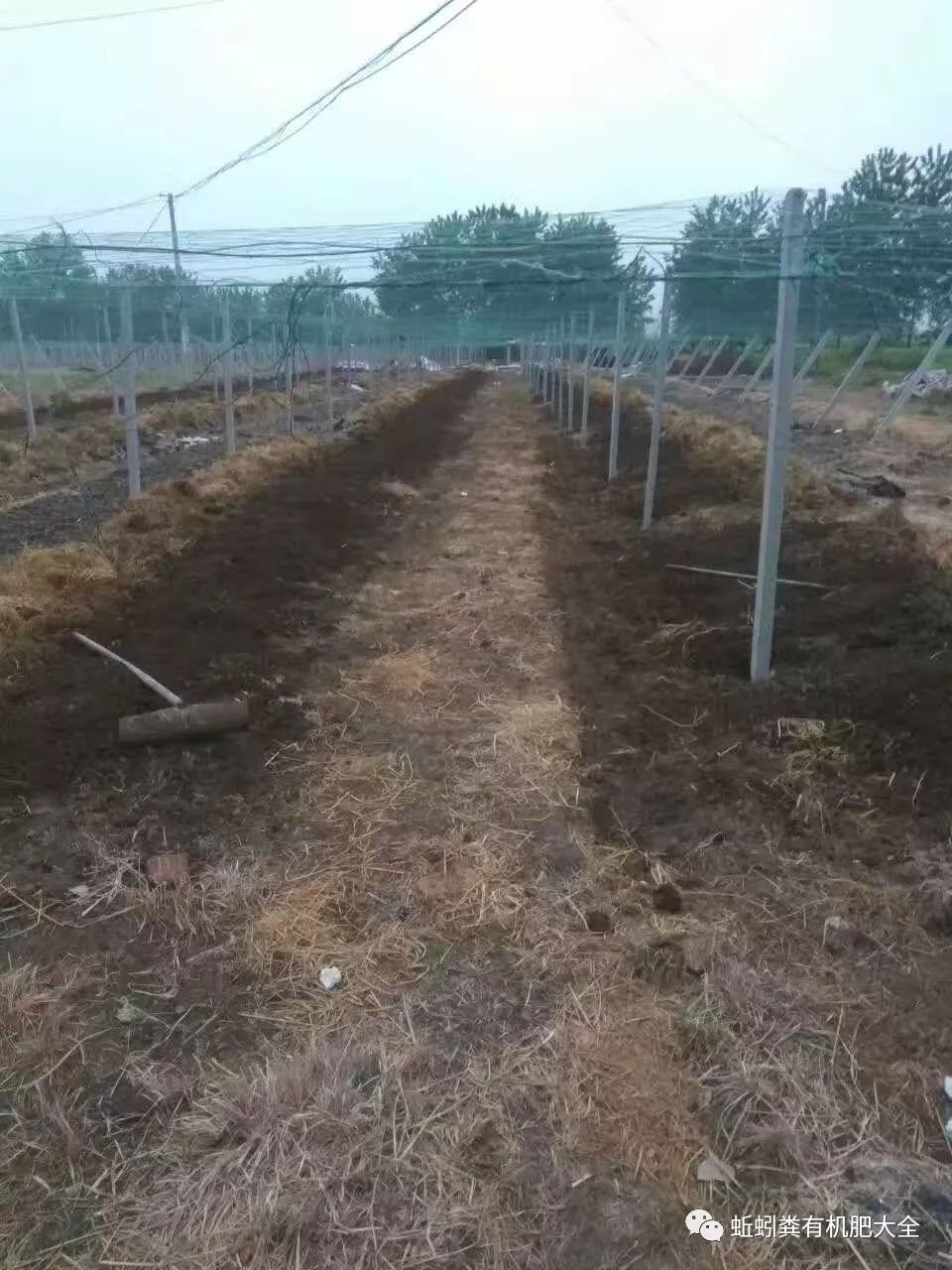 秋引的养殖技术_如何养秋引_养秋引用什么原料