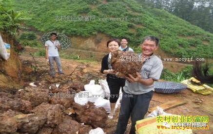 种植茯苓致富方法_致富种植茯苓方法视频_如何种植茯苓