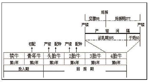 奶牛养殖致富故事_致富养殖奶牛故事视频_致富经养奶牛视频