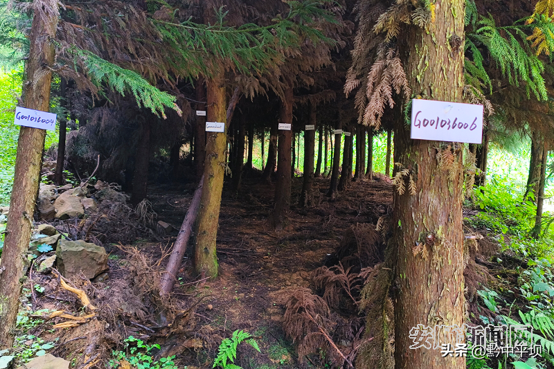 致富种植杉树图片_种植杉树致富_种植杉树的前景