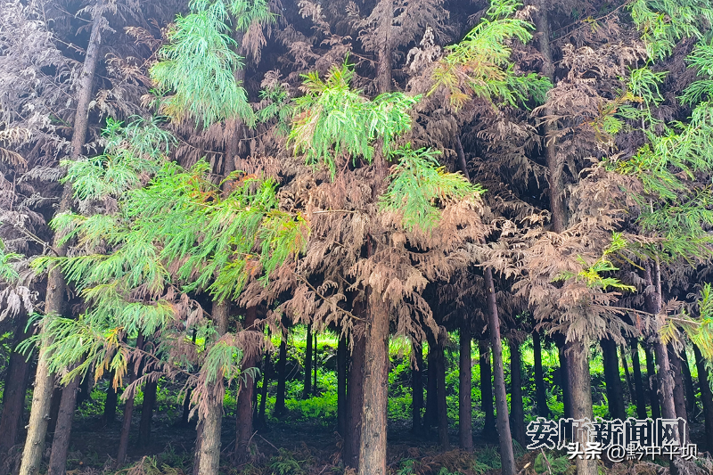 种植杉树的前景_致富种植杉树图片_种植杉树致富