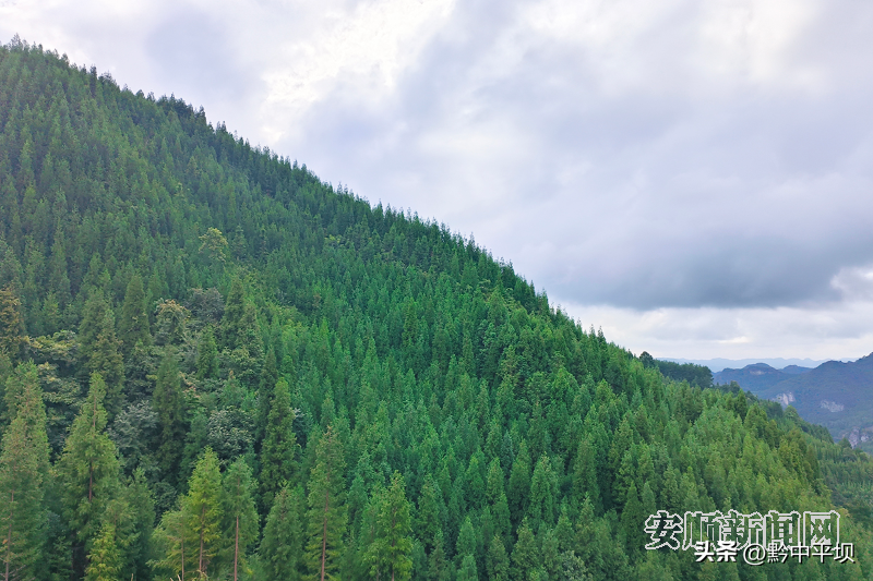 种植杉树的前景_种植杉树致富_致富种植杉树图片