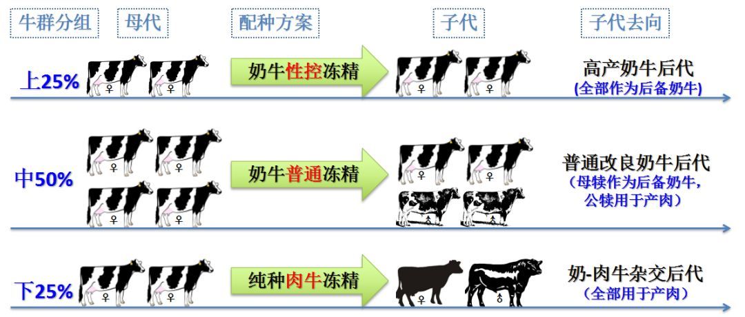 【草堂论剑】奶牛场新的盈利点：奶肉牛复合养殖模式