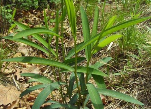 北柴胡种植亩产量及效益_北柴胡的种植技术视频_北柴胡的种植技术及时间