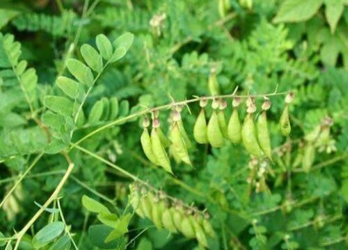 北柴胡的种植技术及时间_北柴胡种植亩产量及效益_北柴胡的种植技术视频